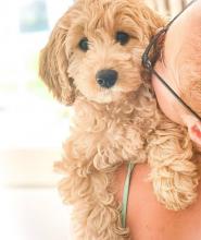 Puppies for sale , cockapoo - Ireland, tuam