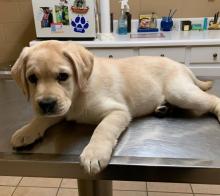 Puppies for sale labrador retriever - Ireland, Dublin