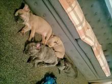 Puppies for sale french bulldog, frenchies - USA, New Hampshire, Jacksonville