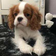 Puppies for sale king charles spaniel - United Kingdom, Belfast