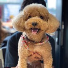 Puppies for sale toy-poodle - Poland, Warsaw