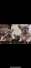 Puppies for sale french bulldog, frenchies - USA, Texas, Dallas, Jacksonville