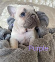 Puppies for sale french bulldog, frenchies - USA, Texas, Phoenix