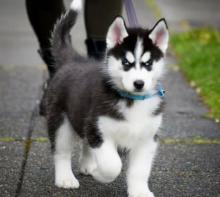 Puppies for sale , siberian husky - Ireland, Dublin