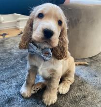 Puppies for sale cocker spaniel - United Kingdom, Belfast