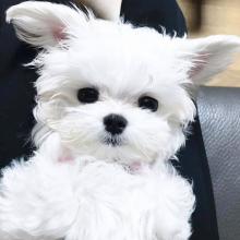 Puppies for sale maltese - Germany, Dortmund