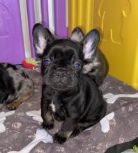 Puppies for sale french bulldog, frenchies - USA, District Of Columbia, Honolulu