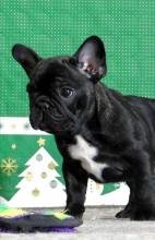 Puppies for sale french bulldog - USA, Kentucky, South San Francisco