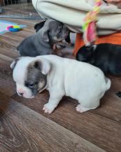 Puppies for sale french bulldog, frenchies - USA, Indiana, Indianapolis, Jacksonville