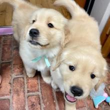 Puppies for sale golden retriever - United Kingdom, Belfast