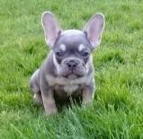 Puppies for sale french bulldog, frenchies - USA, Texas, South San Francisco