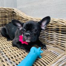 Puppies for sale french bulldog, frenchies - USA, Florida, Benton