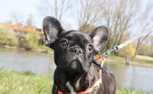 Puppies for sale french bulldog, frenchies - USA, Tennessee, Chicago