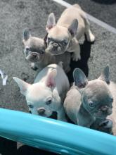 Puppies for sale french bulldog, frenchies - USA, Colorado