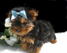 Puppies for sale yorkshire terrier - Germany, Cologne