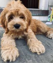 Puppies for sale , cockapoo - Ireland, longford
