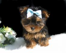 Puppies for sale yorkshire terrier - Germany, Dessau