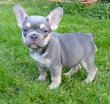 Puppies for sale french bulldog, frenchies - USA, Alaska, Bemelen