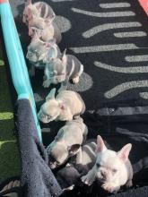 Puppies for sale french bulldog - USA, Minnesota, Jacksonville