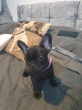 Puppies for sale french bulldog, frenchies - USA, Virginia, Phoenix