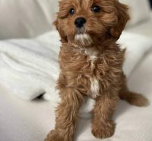 Puppies for sale , cavapoo - Ireland, Cork