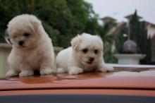 Puppies for sale maltese - Germany, Dortmund