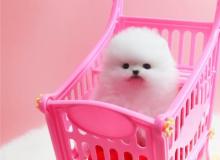 Puppies for sale pomeranian spitz - Germany, Braunschweig