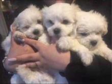 Puppies for sale maltese - Germany, 