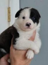 Puppies for sale border collie - Cyprus, Protaras