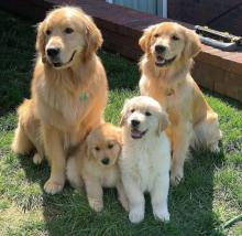 Puppies for sale golden retriever - Greece, Larissa