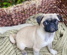 Puppies for sale pug - Greece, Thessaloniki