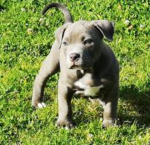 Продам щенка american pit-bull terrier - Ireland, Dublin