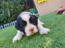 Puppies for sale lhasa apso - Czech Republic, Bratislava