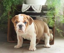 Puppies for sale english bulldog - Latvia, Gulbene