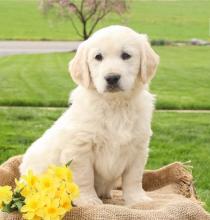 Puppies for sale golden retriever - Malta, Valletta