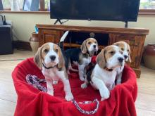 Puppies for sale beagle - Belgium, Brussels