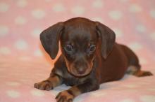 Puppies for sale dachshund - France, 