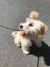 Puppies for sale , maltipoo - France, Calais