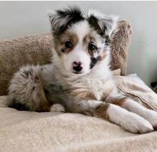 Puppies for sale australian shepherd - Germany, Braunschweig