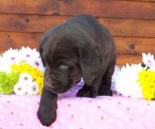 Puppies for sale labrador retriever - Belgium, Brussels