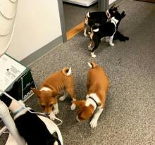 Puppies for sale basenji - Ireland, wexford