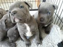 Puppies for sale staffordshire bull terrier - Bulgaria, Stara Zagora