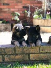 Puppies for sale german shepherd dog - United Kingdom, Colchester