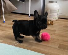 Puppies for sale french bulldog - Slovenia, Dimitrovgrad