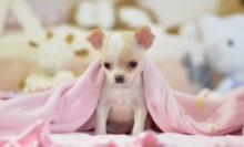 Puppies for sale chihuahua - United Kingdom, Norfolk Island