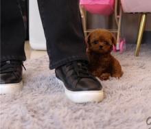 Puppies for sale toy-poodle - Armenia, Armenia