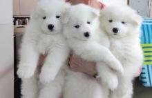 Puppies for sale samoyed dog (samoyed) - Ireland, naas