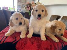 Puppies for sale golden retriever - Ireland, Cork
