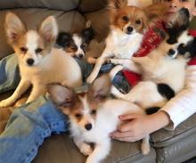 Puppies for sale papillon and phalene - Ireland, WATERFORD