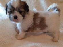 Puppies for sale lhasa apso - Netherlands, Eindhoven